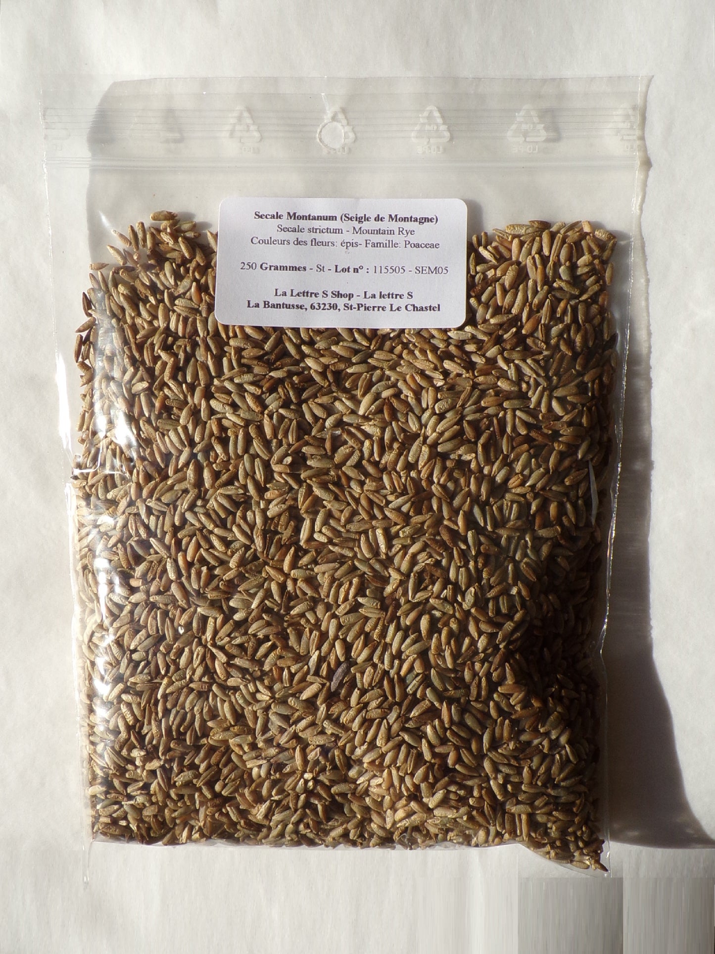Secale Montanum (Seigle de Montagne) - Secale Strictum (Engrais Vert) SEM05