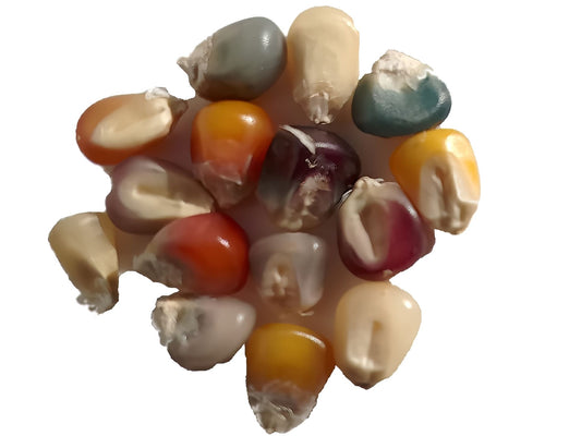 Maïs Pop-Corn - Zea Mays - SEM03