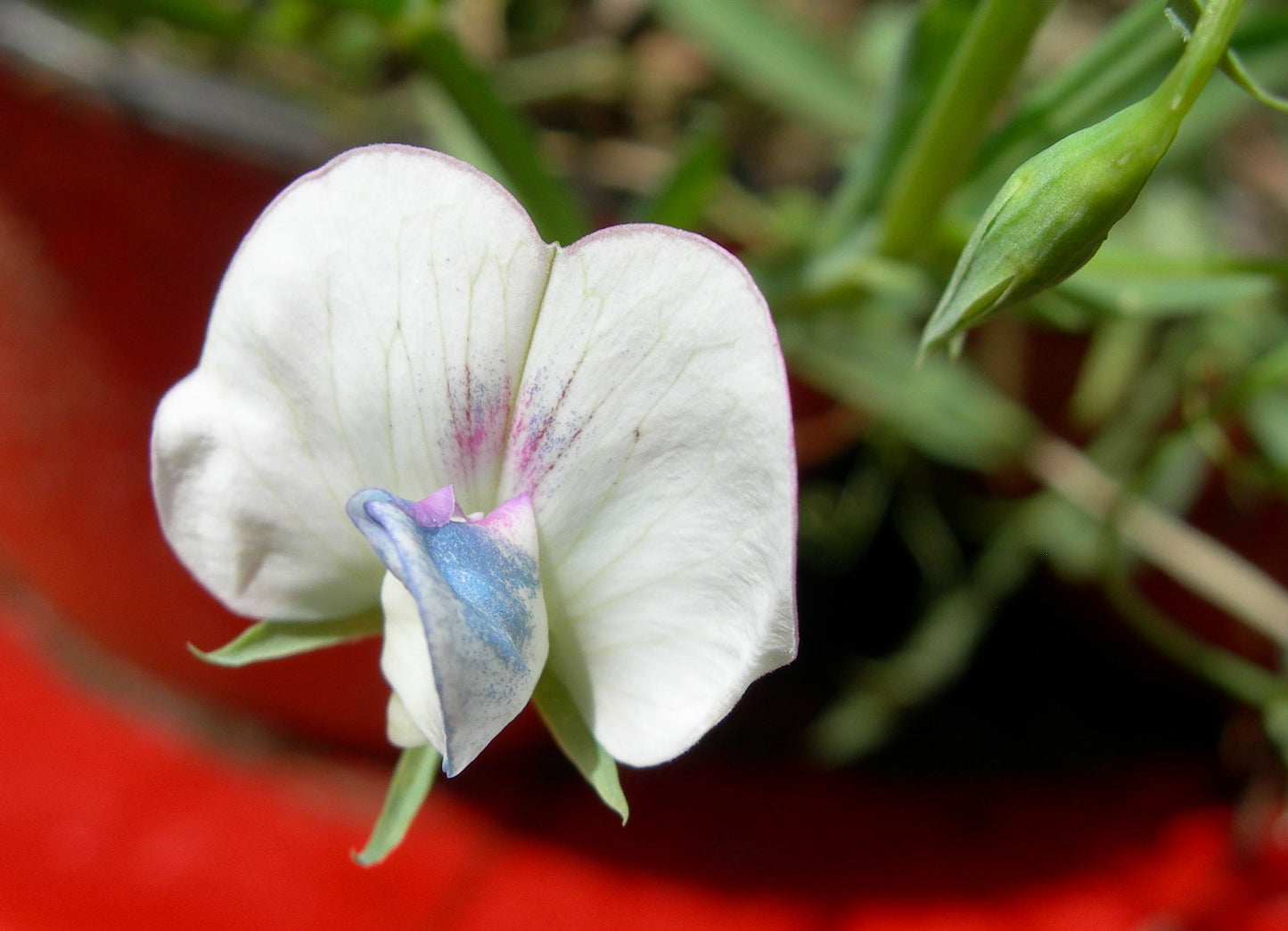 Gesse Fourragère - Lathyrus Sativus (Engrais Vert) SEM05